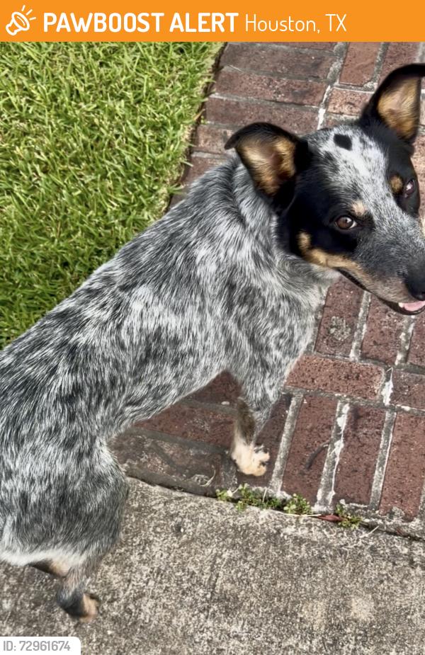 Found/Stray Male Dog last seen N main & cosmos st, Houston, TX 77009