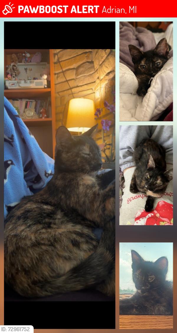 Lost Female Cat last seen Lake adrian, Lakeridge dr, Adrian, MI 49221