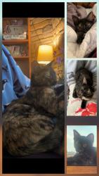 Lost Female Cat last seen Lake adrian, Lakeridge dr, Adrian, MI 49221