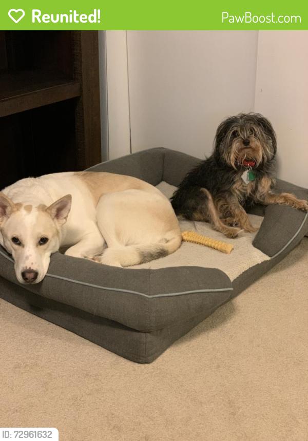 Reunited Female Dog last seen Smyers, Benton Harbor, MI 49022