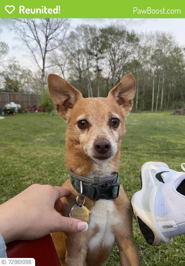 Reunited Male Dog last seen Loop 336 near the waste management land fill, Conroe, TX 77301