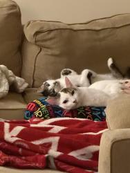 Lost Male Cat last seen 166th Street, Bellevue, WA 98008