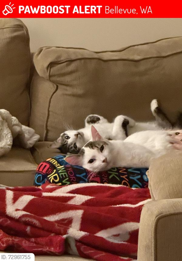 Lost Male Cat last seen 166th Street, Bellevue, WA 98008