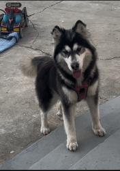 Lost Female Dog last seen E113th towards Wilmington st, Los Angeles, CA 90059