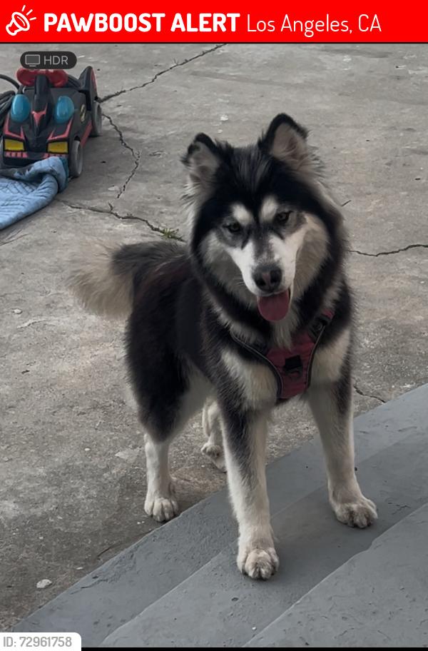 Lost Female Dog last seen E113th towards Wilmington st, Los Angeles, CA 90059