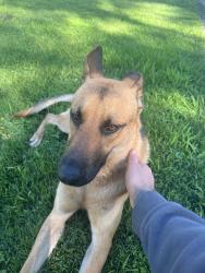 Reunited Male Dog last seen Near Timber Creek Ln SW, Marietta, GA 30060, USA, Marietta, GA 30060