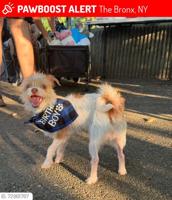 Lost Male Dog last seen Castle hill and bruckner blvd , The Bronx, NY 10472