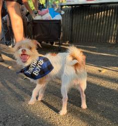 Lost Male Dog last seen Castle hill and bruckner blvd , The Bronx, NY 10472