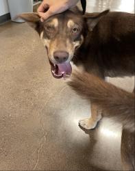 Reunited Female Dog last seen S 19th Ave and Southern Ave, Maricopa County, AZ 85023