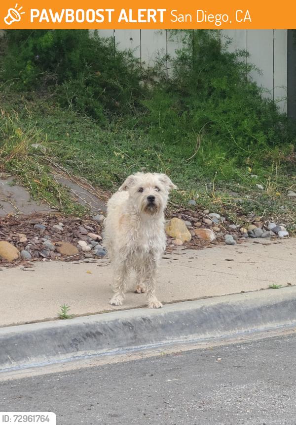 Found/Stray Unknown Dog last seen Cowles mountain, San Diego, CA 92119