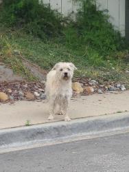 Found/Stray Unknown Dog last seen Cowles mountain, San Diego, CA 92119