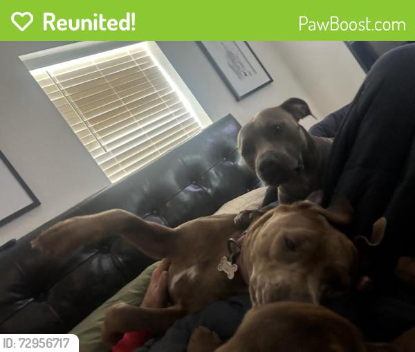 Reunited Female Dog last seen E Harold St, Gladewater, TX 75647, USA, Gladewater, TX 75647