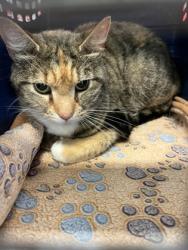 Shelter Stray Female Cat last seen Atlanta, GA 30315, Atlanta, GA 30336