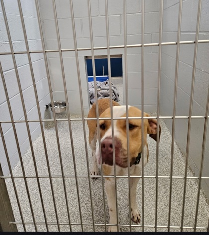 Shelter Stray Male Dog last seen Near Washburn Ave, 21225, MD, Baltimore, MD 21230