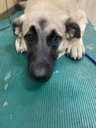 Shelter Stray Male Dog last seen DeSoto, TX 75115, Cedar Hill, TX 75104