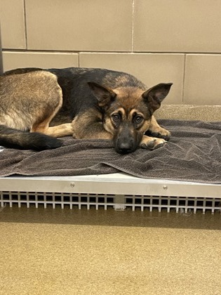Shelter Stray Female Dog last seen DeSoto, TX 75115, Cedar Hill, TX 75104