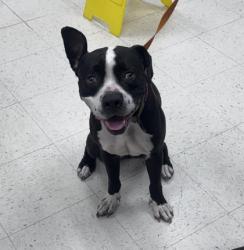 Shelter Stray Female Dog last seen Gulfport, MS , Gulfport, MS 39501