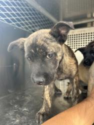 Shelter Stray Female Dog last seen Fort Worth, TX 76110, Fort Worth, TX 76119