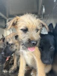 Shelter Stray Male Dog last seen Fort Worth, TX 76110, Fort Worth, TX 76119