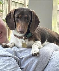 Lost Male Dog last seen Behind Foxy Locks, Knoxville, TN 37922