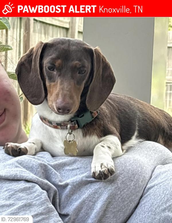 Lost Male Dog last seen Behind Foxy Locks, Knoxville, TN 37922