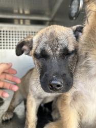 Shelter Stray Female Dog last seen Fort Worth, TX 76110, Fort Worth, TX 76119