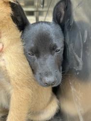 Shelter Stray Female Dog last seen Fort Worth, TX 76110, Fort Worth, TX 76119