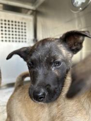 Shelter Stray Male Dog last seen Fort Worth, TX 76110, Fort Worth, TX 76119