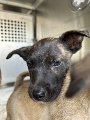 Shelter Stray Male Dog last seen Fort Worth, TX 76110, Fort Worth, TX 76119