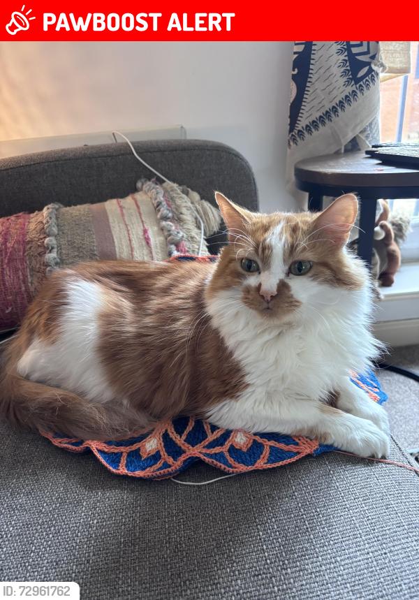 Lost Male Cat last seen Hurstlea Road , Needham Market, England IP6
