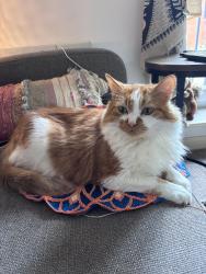 Lost Male Cat last seen Hurstlea Road , Needham Market, England IP6