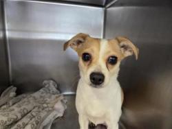 Shelter Stray Female Dog last seen Williamson County, TX , Georgetown, TX 78626