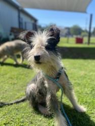 Shelter Stray Female Dog last seen Craven County, NC 28526, New Bern, NC 28562