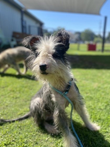 Shelter Stray Female Dog last seen Craven County, NC 28526, New Bern, NC 28562