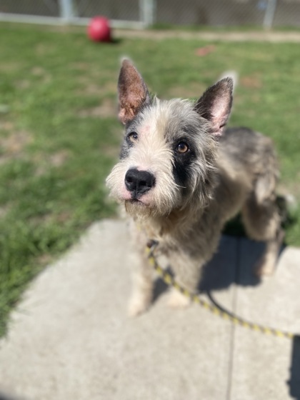 Shelter Stray Female Dog last seen Craven County, NC 28526, New Bern, NC 28562