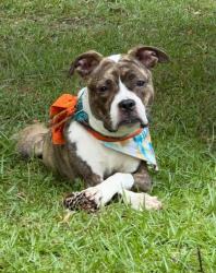 Shelter Stray Female Dog last seen New Bern, NC 28560, New Bern, NC 28562