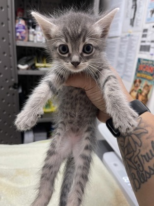 Shelter Stray Female Cat last seen Sacramento, CA 95828, Sacramento, CA 95828
