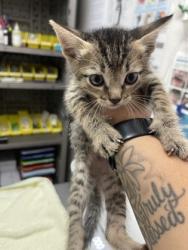 Shelter Stray Male Cat last seen Sacramento, CA 95828, Sacramento, CA 95828