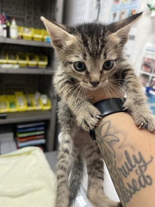 Shelter Stray Male Cat last seen Sacramento, CA 95828, Sacramento, CA 95828