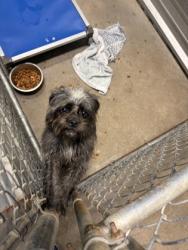 Shelter Stray Female Dog last seen Alvarado, TX 76009, Alvarado, TX 76009