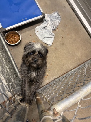 Shelter Stray Female Dog last seen Alvarado, TX 76009, Alvarado, TX 76009