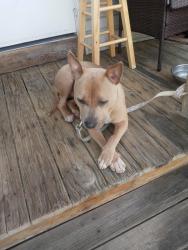 Found/Stray Male Dog last seen South State Street , Syracuse, NY 13205