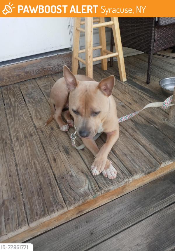 Found/Stray Male Dog last seen South State Street , Syracuse, NY 13205