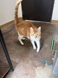 Shelter Stray Male Cat last seen Alvarado, TX 76009, Alvarado, TX 76009
