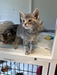 Shelter Stray Female Cat last seen Alvarado, TX 76009, Alvarado, TX 76009