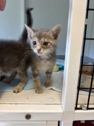 Shelter Stray Female Cat last seen Alvarado, TX 76009, Alvarado, TX 76009