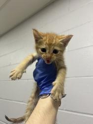 Shelter Stray Male Cat last seen Near Florida, 70819, LA, Baton Rouge, LA 70820