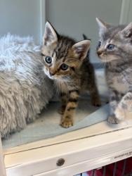 Shelter Stray Female Cat last seen Alvarado, TX 76009, Alvarado, TX 76009