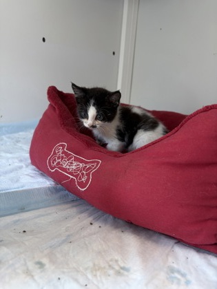 Shelter Stray Female Cat last seen Alvarado, TX 76009, Alvarado, TX 76009