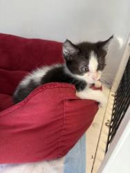 Shelter Stray Male Cat last seen Alvarado, TX 76009, Alvarado, TX 76009